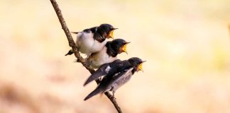 Las granjas orgánicas de animales benefician a las aves que anidan en su entorno.