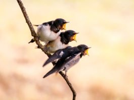 Las granjas orgánicas de animales benefician a las aves que anidan en su entorno.