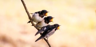 Las granjas orgánicas de animales benefician a las aves que anidan en su entorno.