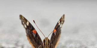 Las especies que enfrentan el cambio climático podrían encontrar ayuda en un habitat “inusual”: Ambientes Urbanos