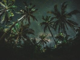 Las plantas se mantienen trabajando muy fuerte por el planeta.