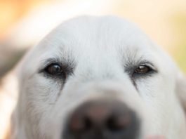 La maravillosa evolución de los “Ojos de Cachorro” junto al ser humano.