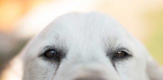 La maravillosa evolución de los “Ojos de Cachorro” junto al ser humano.